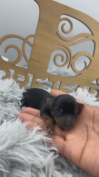 Traditional Female Yorkie in Houston, Texas