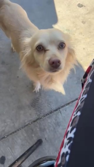 Free Dog Giveaway in Las Vegas, Nevada
