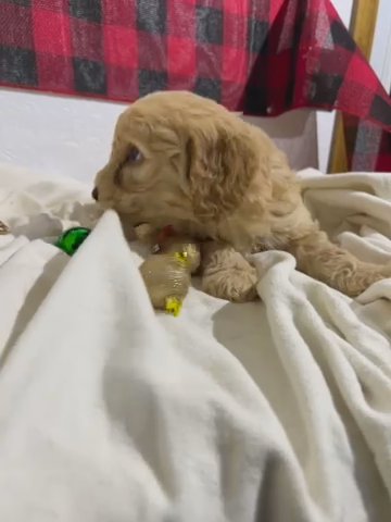 Golden Doodle in Arlington, Virginia