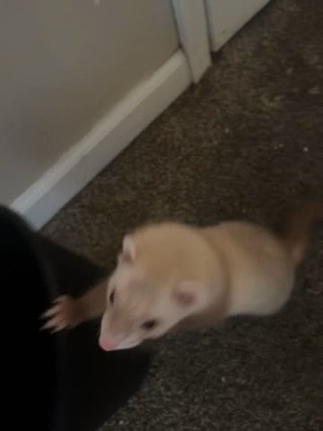 Ferret 6 Months in Tinton Falls, New Jersey