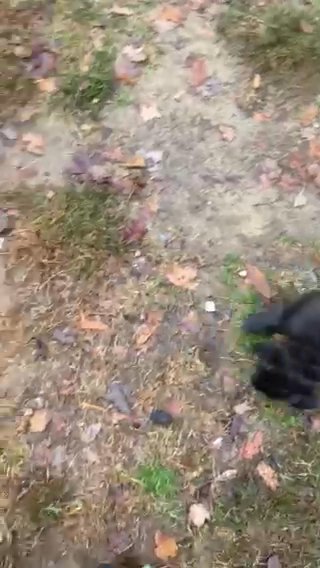 Puppies in Richmond, Virginia