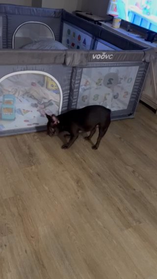 French BullDogs in Arlington, Virginia
