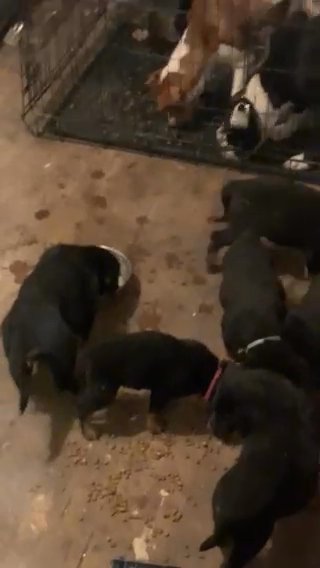 Puppy Rottweilers in Allentown, Pennsylvania