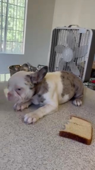 Beautiful Frenchie AKC in Las Vegas, Nevada