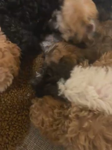 Morkies in Arlington, Virginia
