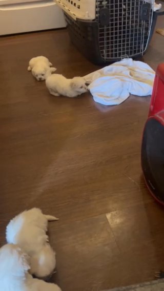 Maltese And Shihtzu Babies in Miami, Florida