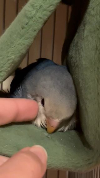 Baby Quakers For Adoption in Naples, Florida