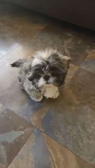 shitzu imperial NEED HIM GONE ASAP!!!!!!!!!!! in Los Angeles, California