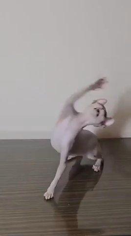 Sphynx Female Kitten in Boston, Massachusetts