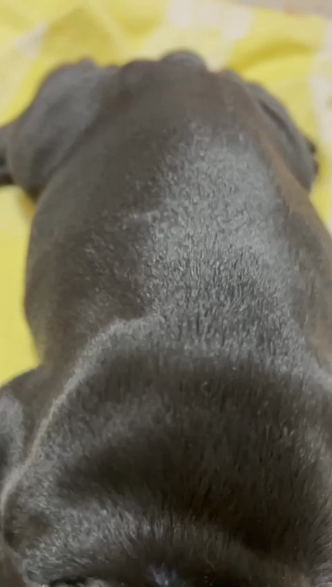 frenchie pupy in Nogales, Arizona