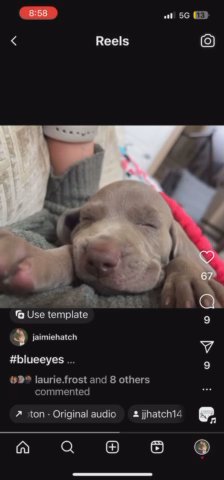 AKC Weimaraner Puppies in Syracuse, Utah