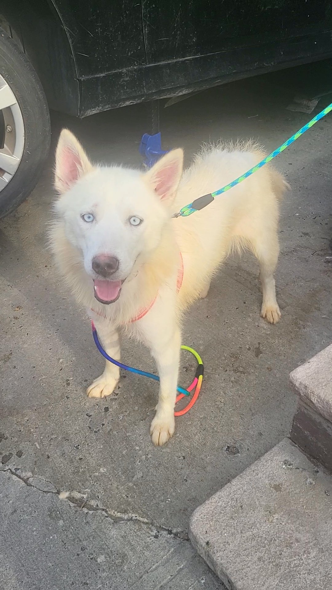 $700  1yr old siberian  husky in New York City, New York