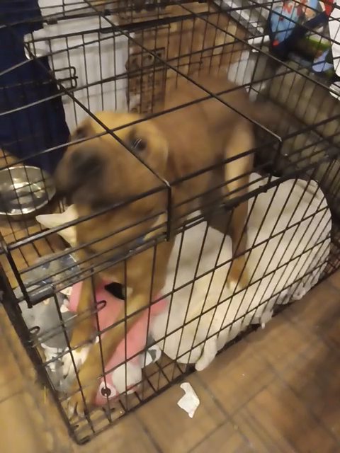 Loving BOXER Mix in Savage, Minnesota
