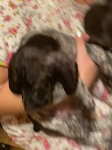 Male German Shorthaired Pointers in Joliet, Illinois