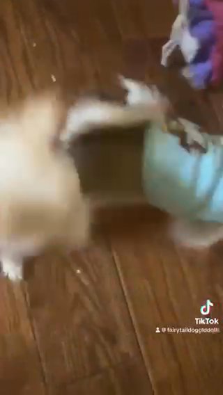 Teacup  & Micro Pomeranians ?? in Manhattan, New York