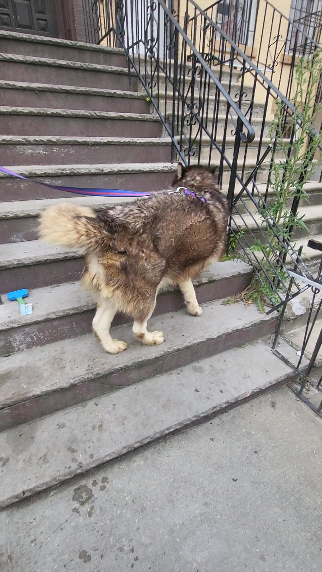 $300  GIANT ALASKAN MALAMUTE BOY  BROOKLYN NYC in New York City, New York