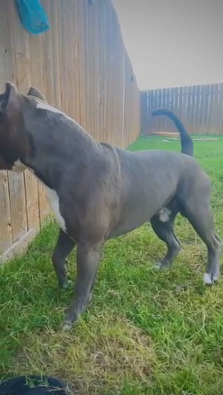 KING KILO - American Bully STUD in Austin, Texas