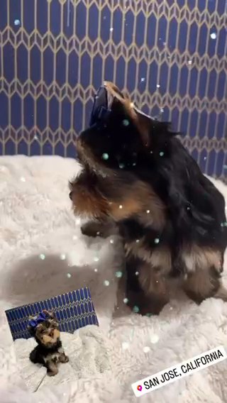 AKC Yorkie in San Jose, California