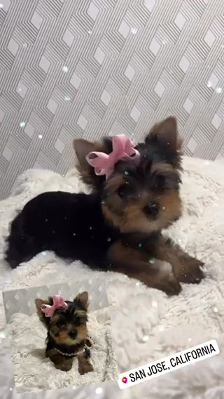 AKC Yorkie in San Jose, California