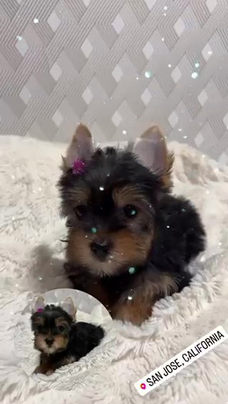 AKC Yorkie in San Jose, California