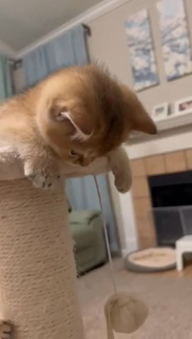 British Shorthair Kittens in San Antonio, Texas