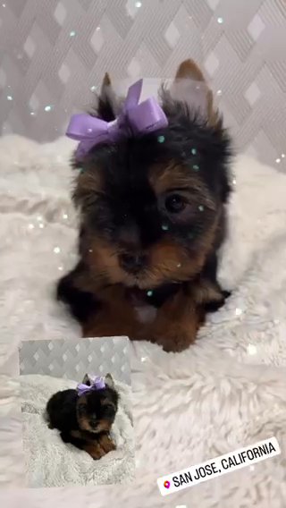 AKC Yorkie in San Jose, California