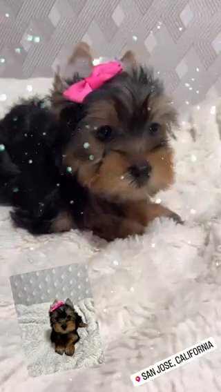 AKC Yorkie in San Jose, California