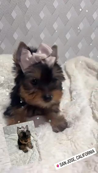 AKC Yorkie in San Jose, California