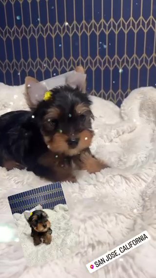 AKC Yorkie in San Jose, California