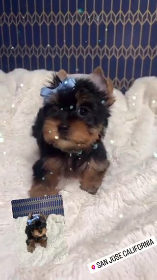 AKC Yorkie in San Jose, California