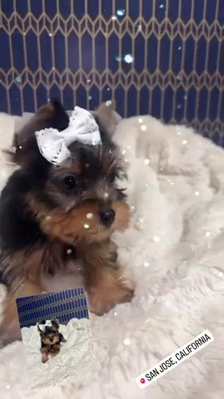 AKC Yorkie in San Jose, California