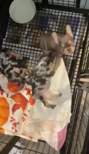 French Bulldog Isabella Fluffy Carrier in Jersey City, New Jersey
