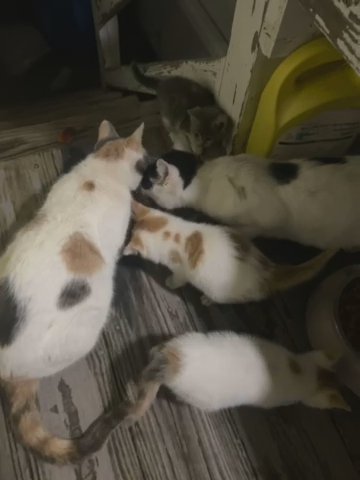 Kittens For Sale! in Frederick, Maryland