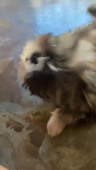 Imperial Shih Tzu in Huntington Park, California