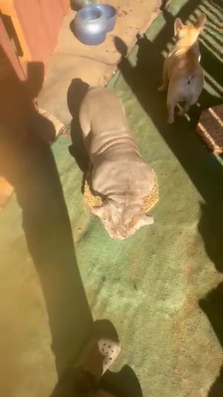 English Bulldog in Snellville, Georgia