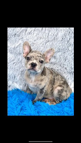 Merle Male French Bulldog in Lexington-Fayette, Kentucky
