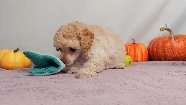 Apricot Toy Poodle Female CKC in Gaffney, South Carolina