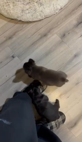 Male Fluffy French Bulldogs 9 Weeks in Snellville, Georgia
