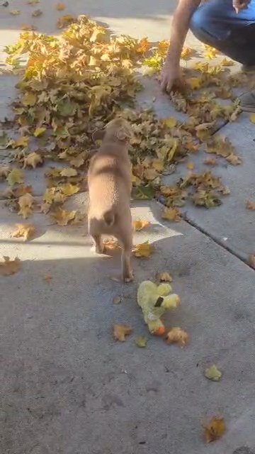 playing in the leaves in Spokane, Washington