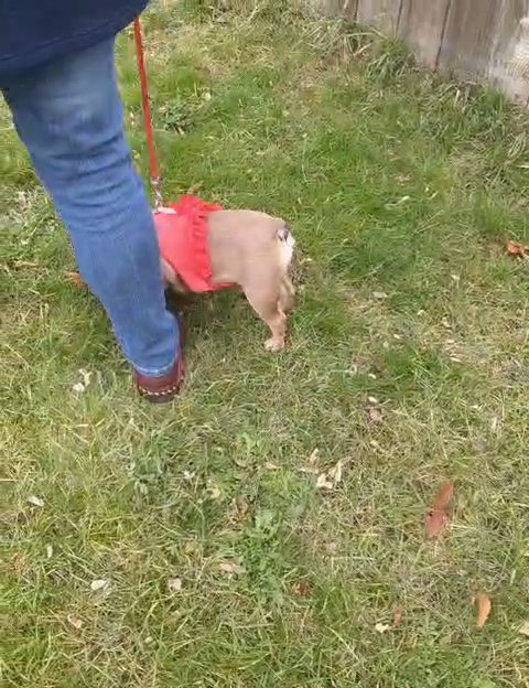 exploring leaves & learning the harness in Spokane, Washington