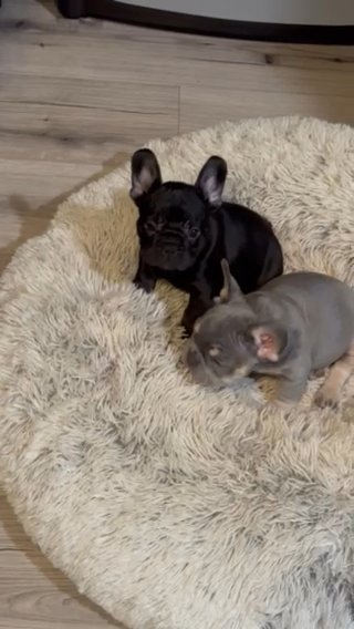 Lilac & Tan Fluffy Carrier French Bulldog in Snellville, Georgia