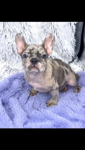 Merle Male French Bulldog in Lexington-Fayette, Kentucky