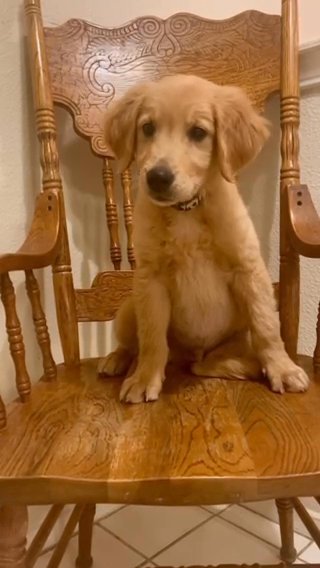 Doc Holliday AKC Golden Retriever in Elk Grove, California