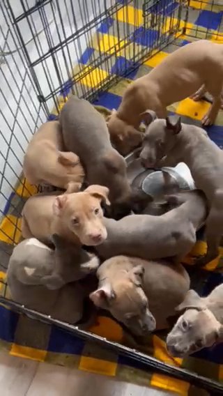 Pitbull Puppies in North Port, Florida