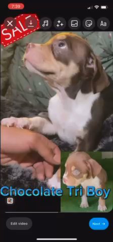Lucky ? American Bully Tri Pocket in Philadelphia, Pennsylvania