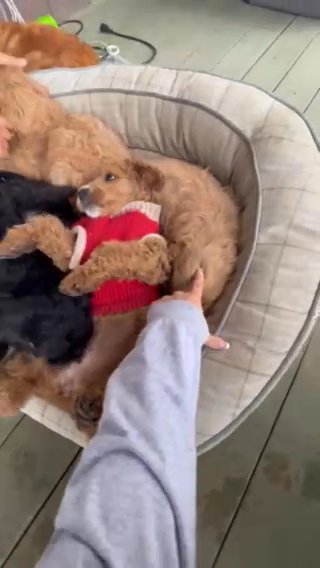 Golden Doodles For Sale! in Los Angeles, California
