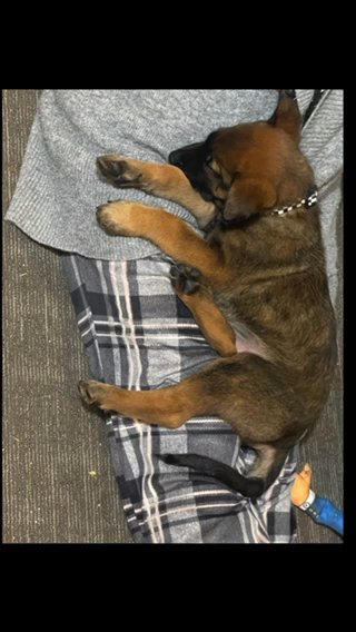 AKC Malinois male in Poplar Bluff, Missouri