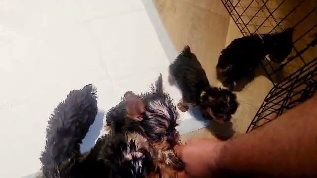 YORKIE CKC PUPPIES in Moreno Valley, California