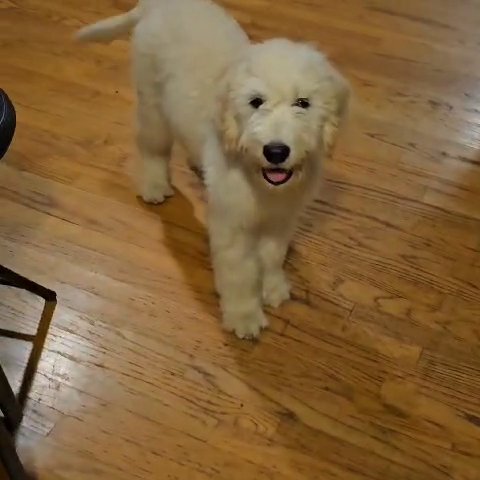 Goldendoodles in La Habra, California