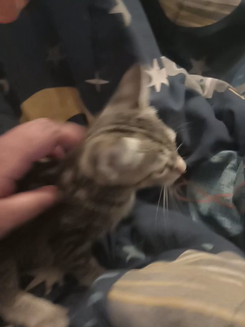 kitten in Fort Pierce, Florida